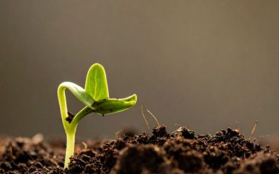 From Waste to Fertile Soil: The Power of Organic Composting